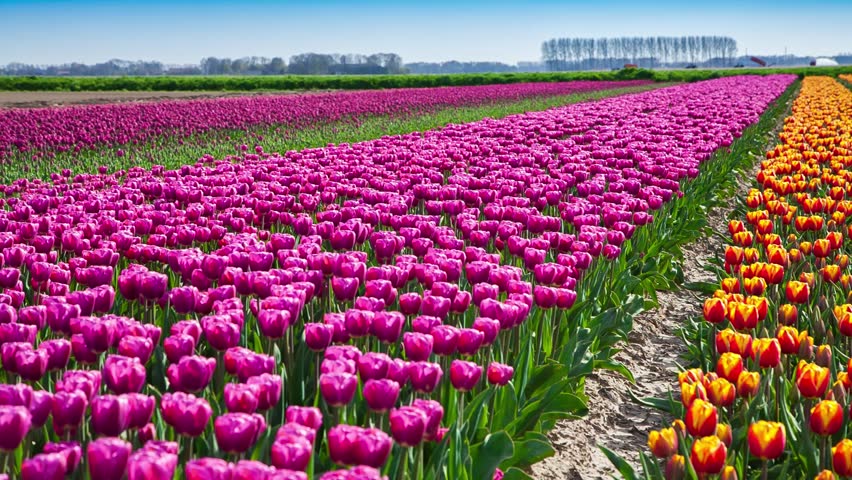 tulips bed farm hd tulips farm near the creil town beautiful morning scenery in netherlands europe exported from tulips bed farm hd tulips farm near the creil town beautiful morning scenery in netherlands europe exported from