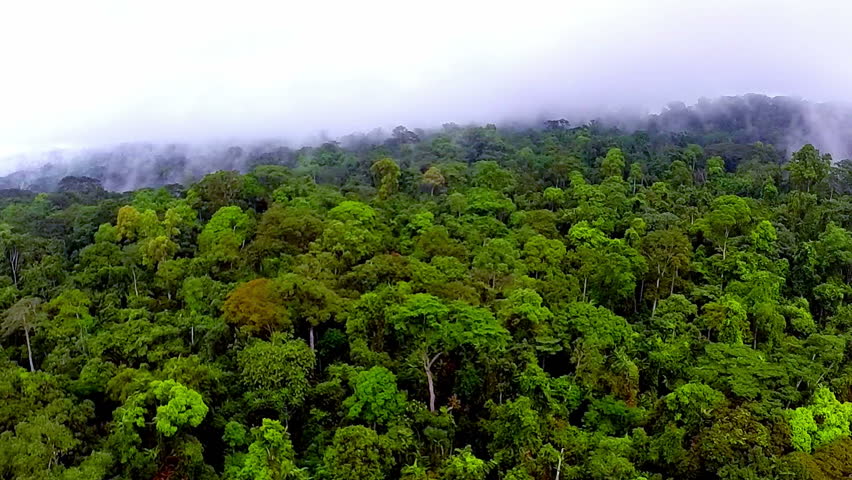 The Evaporation Of Moisture In The Rain-forest Of Africa. Flying Over