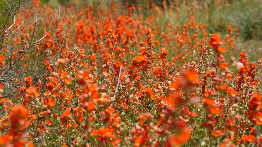 Beautiful Orange Desert Flowers Blow In The Wind In The Desert Of