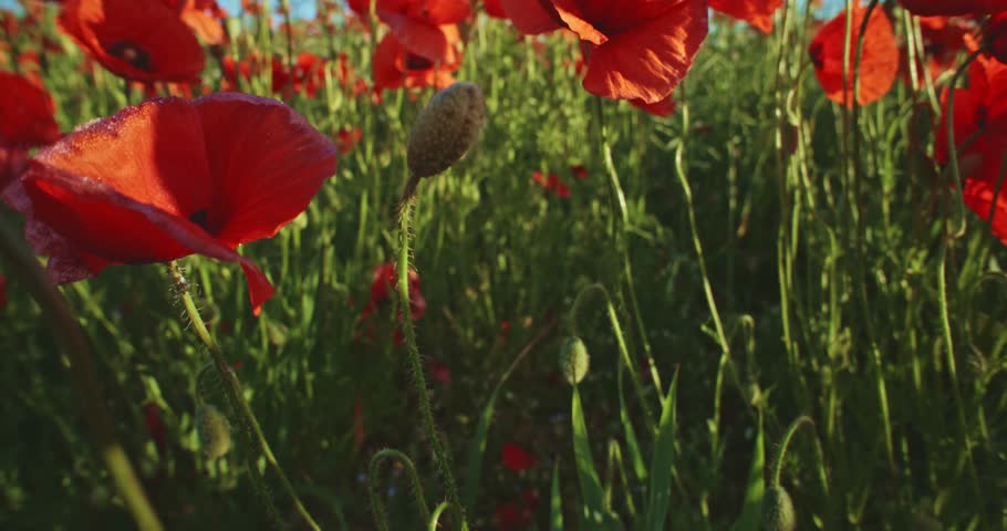 poppy and grass beautiful moving in field stock footage poppy and grass beautiful moving in field stock footage