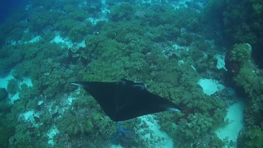 Do Manta Rays Live In Coral Reefs