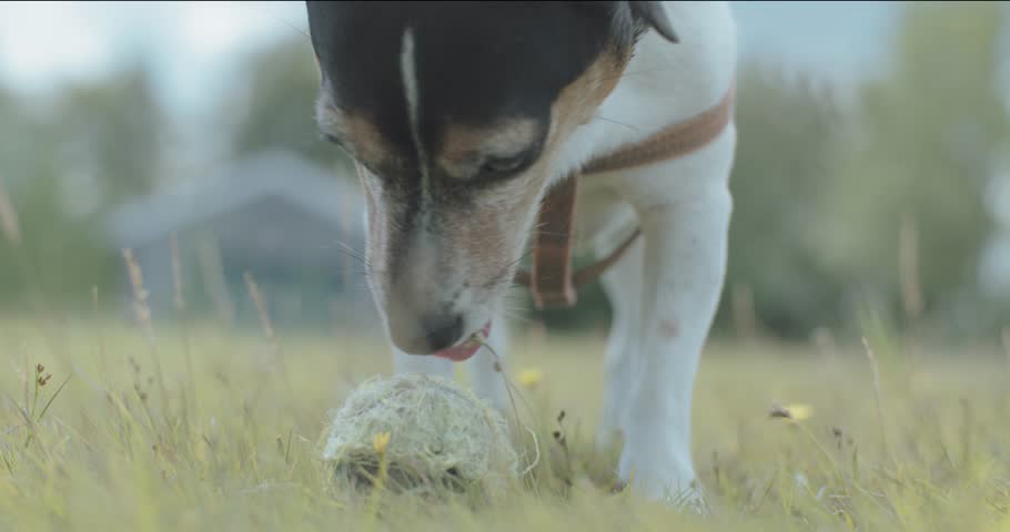 4K UHD Clip Of Dog Fetching His Ball Licking A