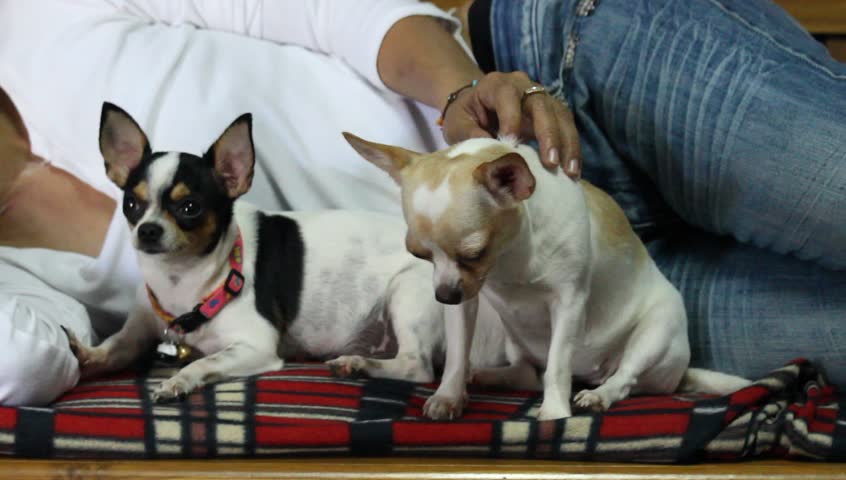 Header of fondle