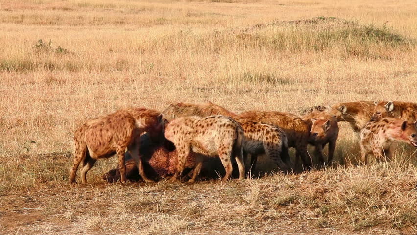 Cries Of A Wildebeest As It Is Eaten By Hyenas. Stock Footage Video