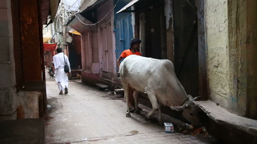 Farmer Patting And Feeding A Cow In A Barn 스톡 동영상 비디오 4212325 - Shutterstock