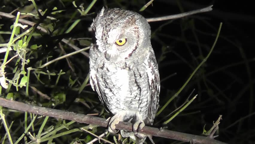 Header of African Barred Owlet