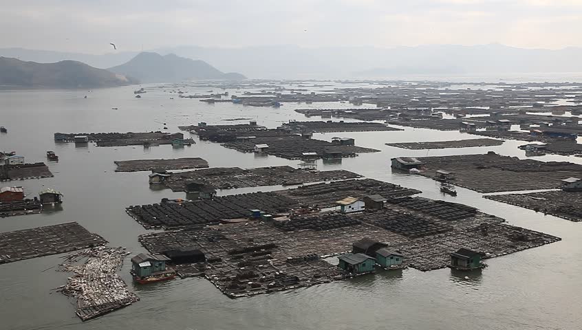 鲍鱼视频素材-站酷海洛创意正版图片,视频,音乐