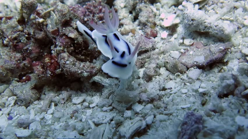 Chromodoris Lochi Nudibranch A Species Of Sea Slug, A Dorid Nudibranch