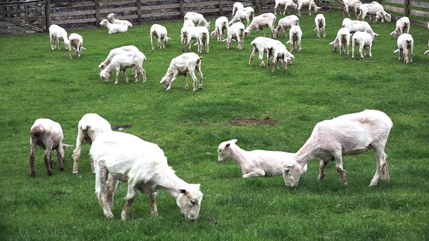 Header of Sheared