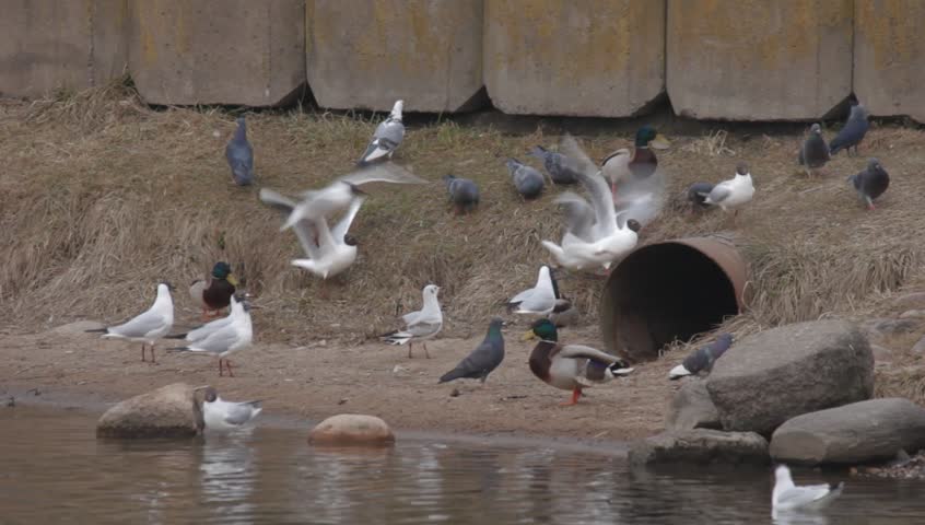 pigeons stock footage video 8129956 shutterstock pigeons stock footage video 8129956 shutterstock