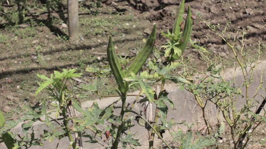 Header of Abelmoschus esculentus
