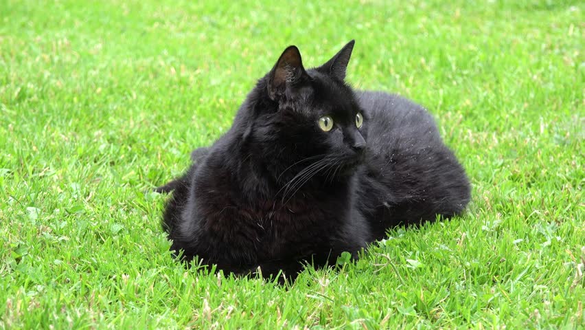 Mottled Black Cat Lying On Green Grass Stock Footage Video 7436857