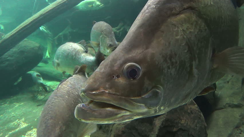 Close Up Of Large Barramundi Fish Swimming Slowly Underwater Stock