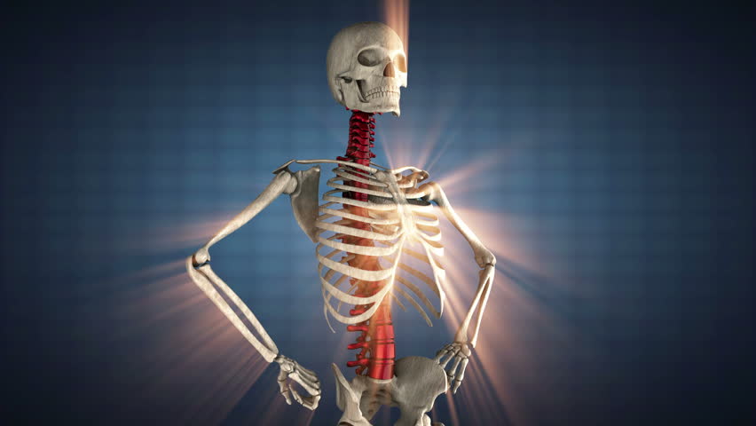 Realistic Human Skeleton 360 View With Loop Stock Footage Video 2771846
