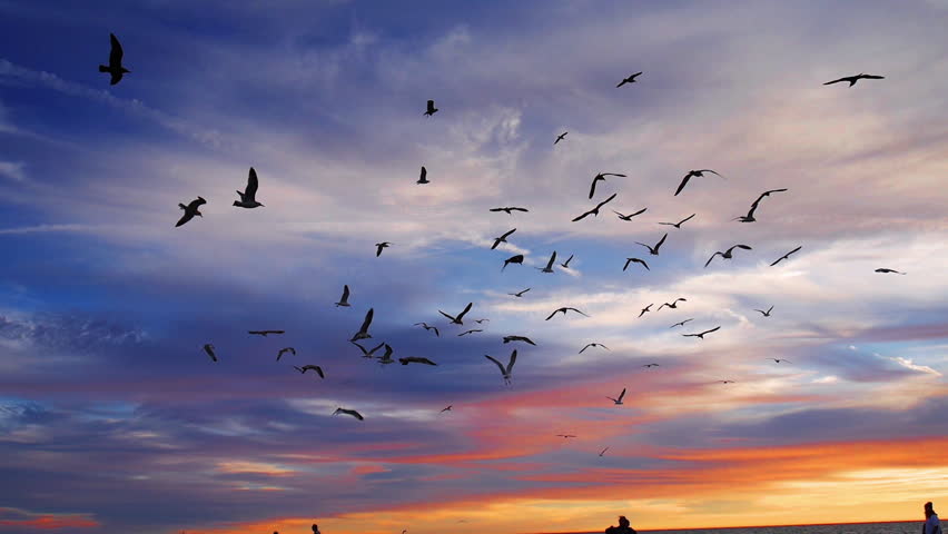 Flock Of Seagull Birds Flying In The Air At Sunset At A Beach In Los