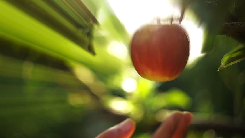Header of Apple