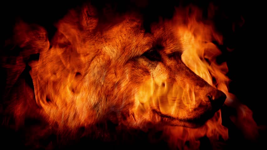 Wolf In Flames Abstract Stock Footage Video 13116950 Shutterstock