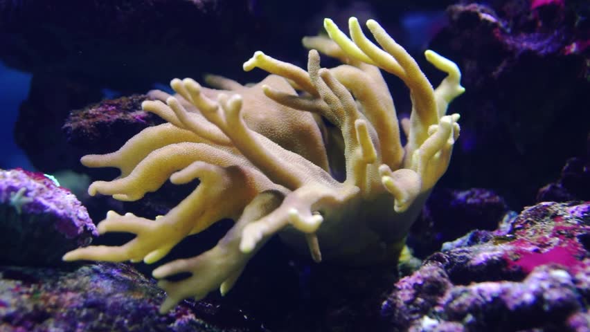 Header of Acropora cervicornis