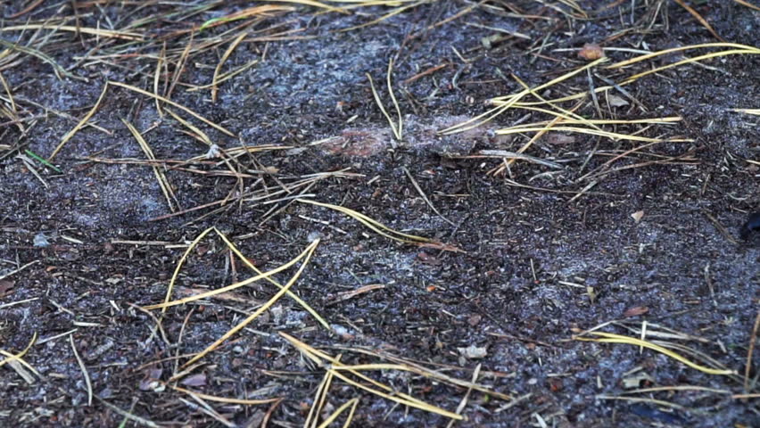 Header of Coleoptera