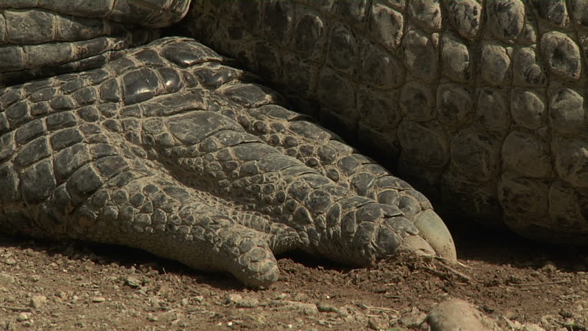 Alligator Claws Stock Footage Video 1376443 - Shutterstock