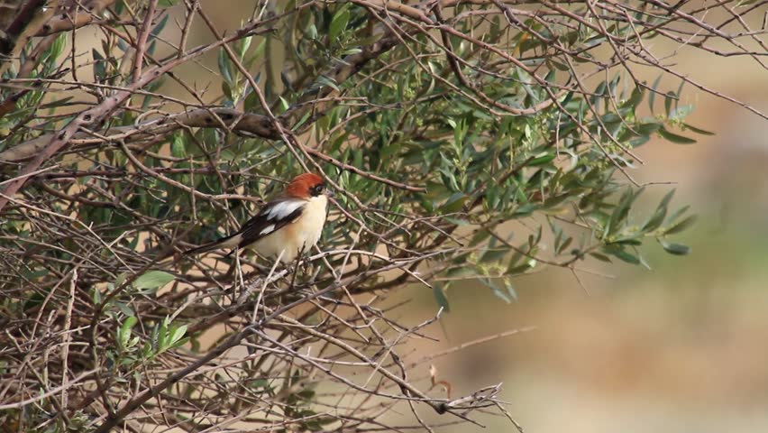 Header of Woodchat Shrike