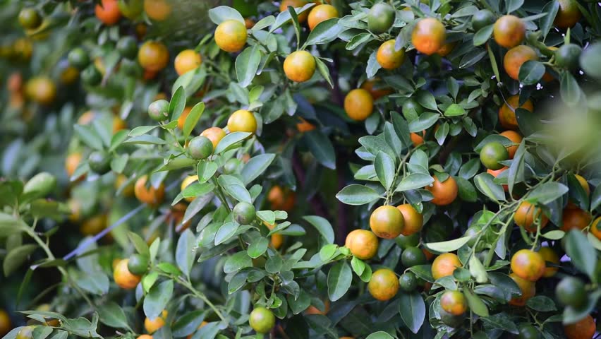 kumquat trees new year kumquat stock footage kumquat trees new year kumquat stock footage