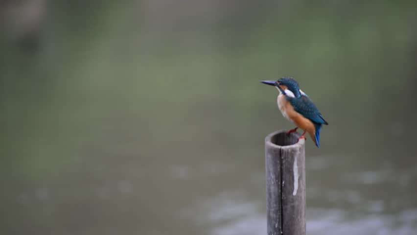 Header of Alcedo