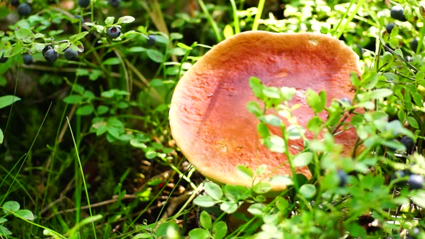 Header of porcini