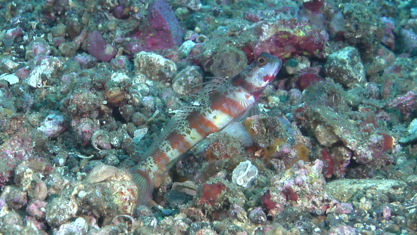 Header of Amblyeleotris periophthalma
