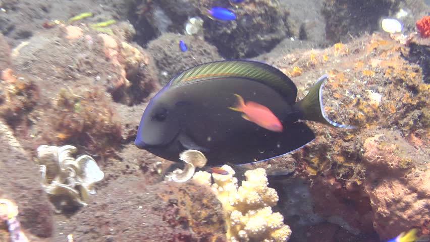 Header of Acanthurus tennentii