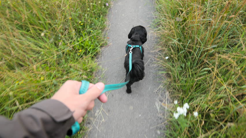 Slow Motion Black Shih Tzu Dog Running Over Leaves Stock Footage Video