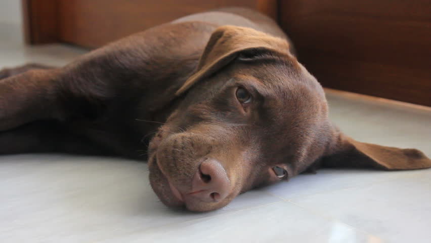golden retriever puppy falling asleep golden retriever resting falling asleep in standard definition breeds picture golden retriever puppy falling asleep golden retriever resting falling asleep in standard definition breeds picture