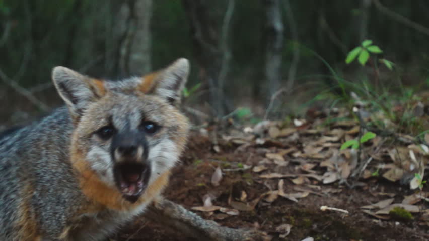 gray-fox-urocyon-cinereoargenteus-aggressive-behavior-stock-footage