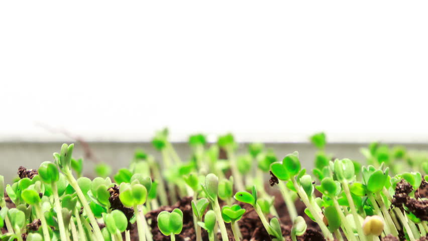 Growing Grass Closeup Time Lapse Stock Footage Video 2332703 Shutterstock