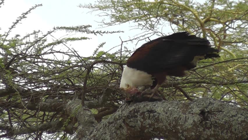 Header of African fish eagle