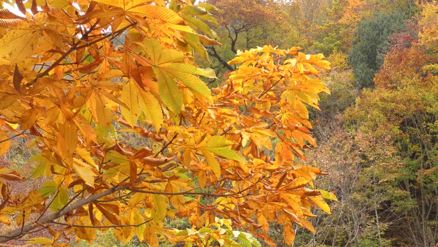 Header of Aesculus turbinata