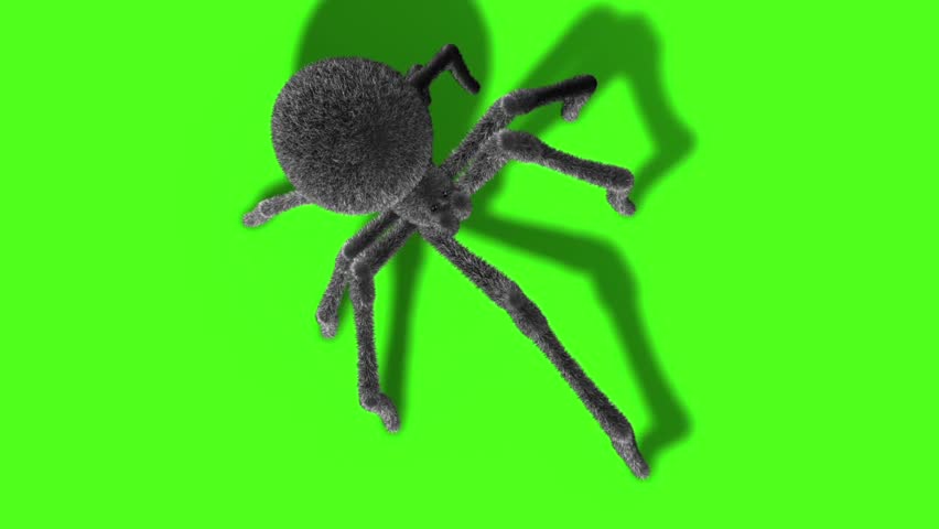 Header of Arachnid