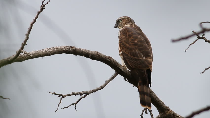 Header of Accipiter badius
