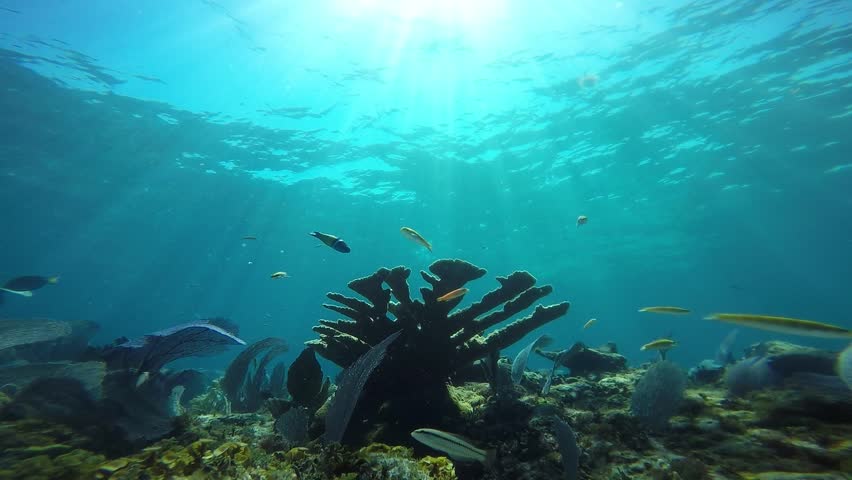 Header of Acropora palmata