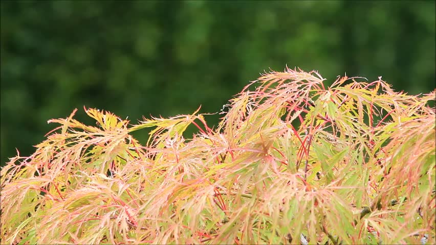 Header of Acer