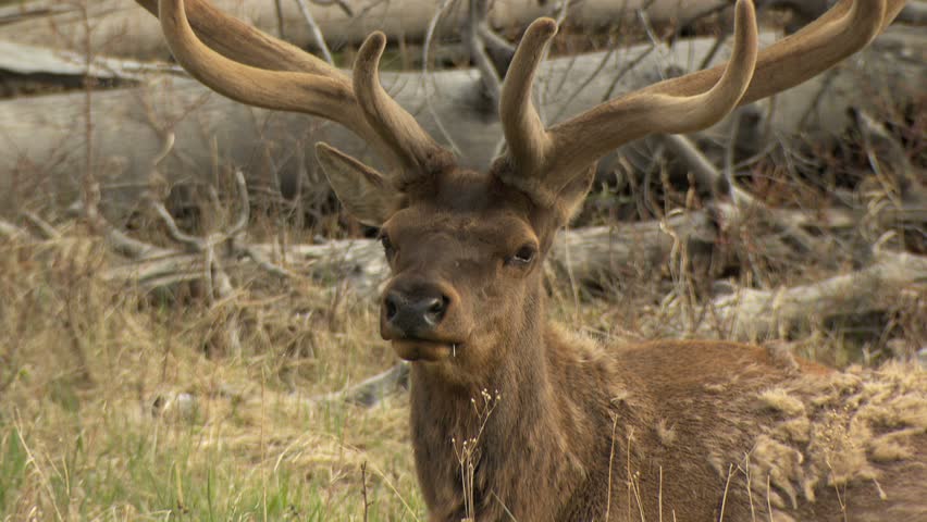 bull-elk-with-huge-fuzzy-antlers-sitting-in-grassy-meadow-chewing-1