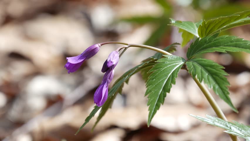 Header of dentaria