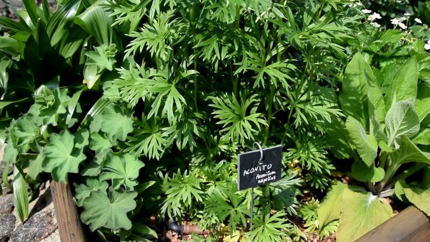 Header of Aconitum napellus