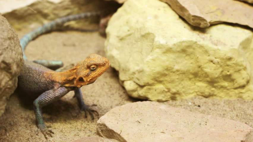 Header of Agama