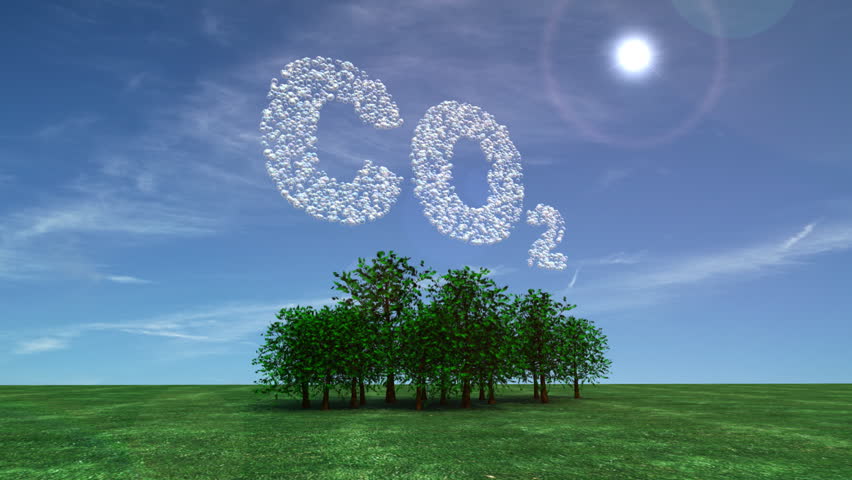 how-much-co2-does-a-tree-absorb-let-s-get-carbon-curious