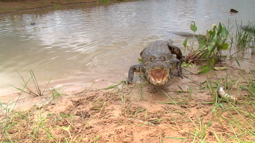 Header of Alligator