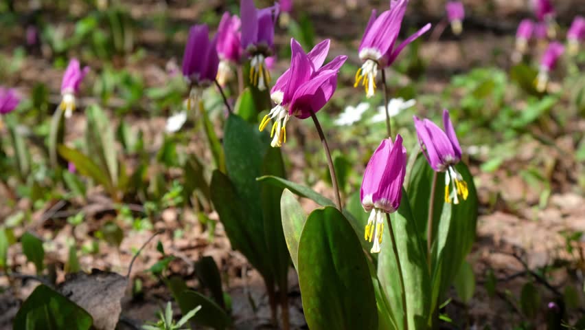 Header of adder's-tongue