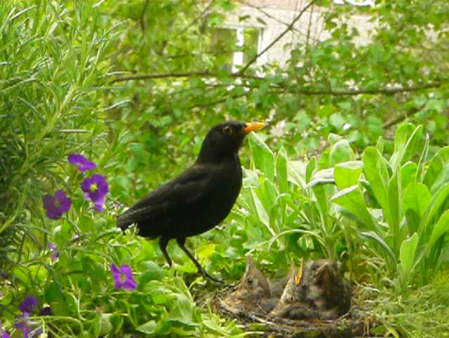 blackbird father feeding babies in the nest stock footage blackbird father feeding babies in the nest stock footage