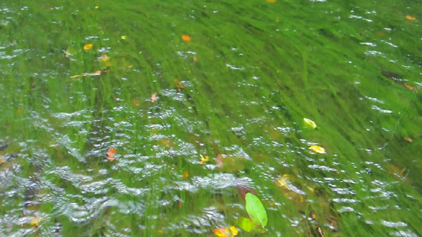 abstract organic slimy substance with algae in water stock abstract organic slimy substance with algae in water stock