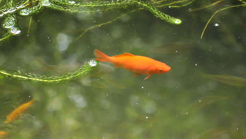 Goldfish In A Lake Stock Footage Video 2734076 Shutterstock